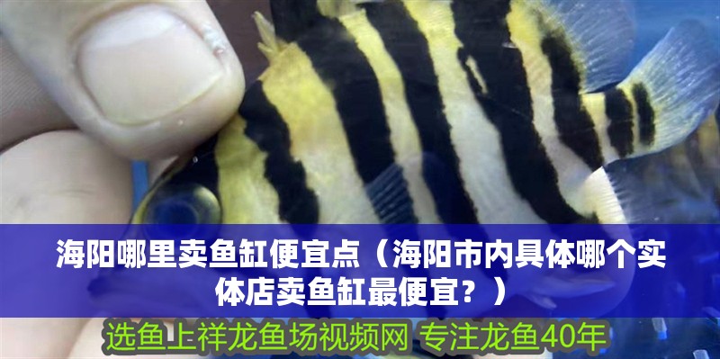海陽哪里賣魚缸便宜點（海陽市內具體哪個實體店賣魚缸最便宜？）
