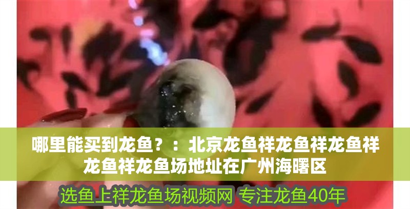 哪里能買到龍魚？：北京龍魚祥龍魚祥龍魚祥龍魚祥龍魚場地址在廣州海曙區(qū)