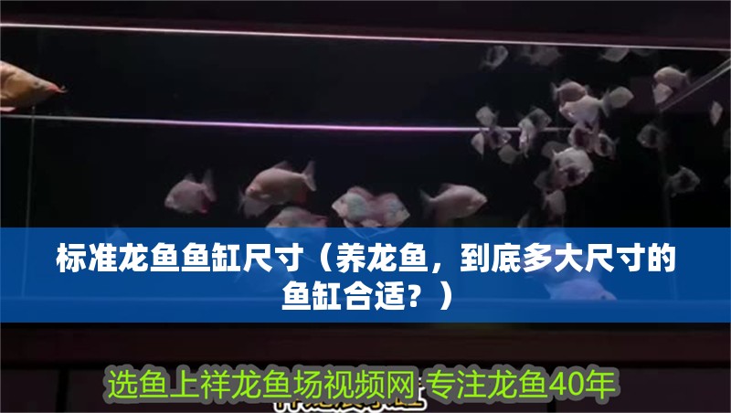 標準龍魚魚缸尺寸（養(yǎng)龍魚，到底多大尺寸的魚缸合適？）