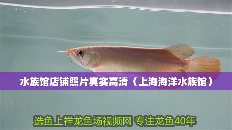 水族館店鋪照片真實高清（上海海洋水族館）