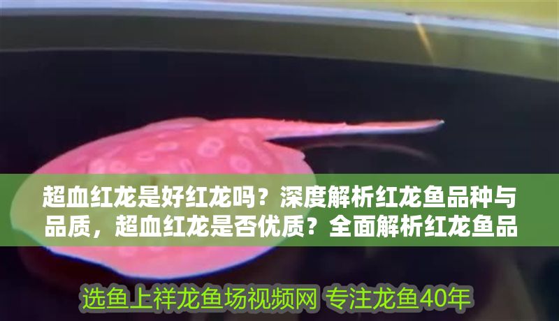 超血紅龍是好紅龍嗎？深度解析紅龍魚品種與品質，超血紅龍是否優質？全面解析紅龍魚品種與品質標準