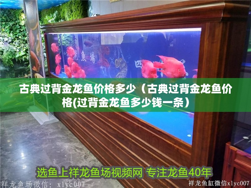 古典過背金龍魚價格多少（古典過背金龍魚價格(過背金龍魚多少錢一條）