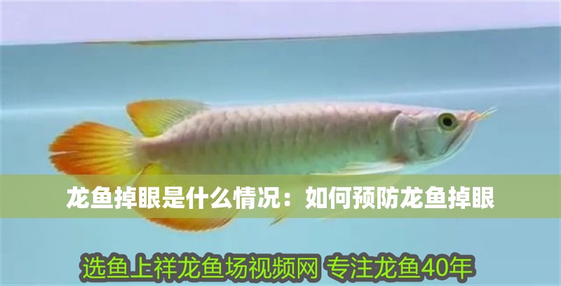 龍魚掉眼是什么情況：如何預防龍魚掉眼
