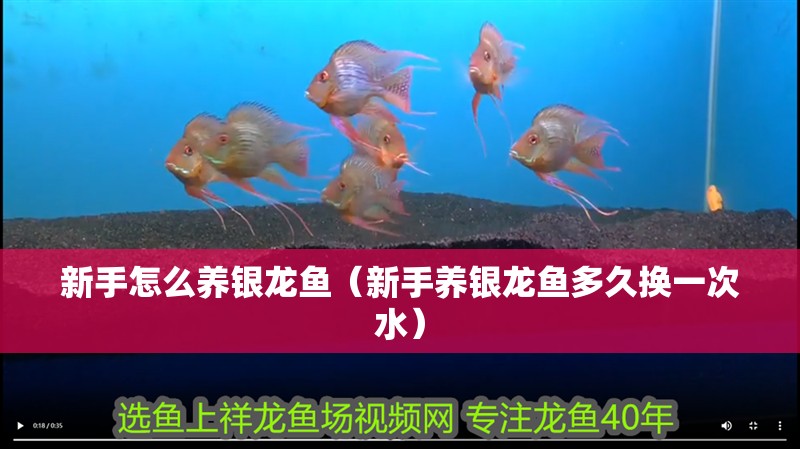 新手怎么養銀龍魚（新手養銀龍魚多久換一次水）