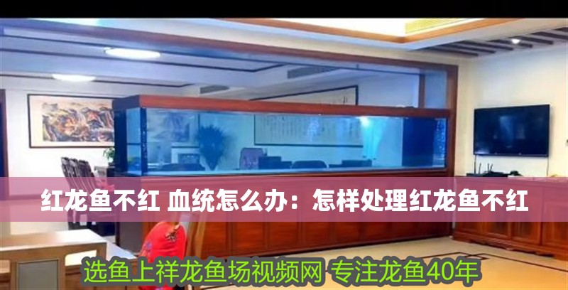 紅龍魚不紅 血統(tǒng)怎么辦：怎樣處理紅龍魚不紅