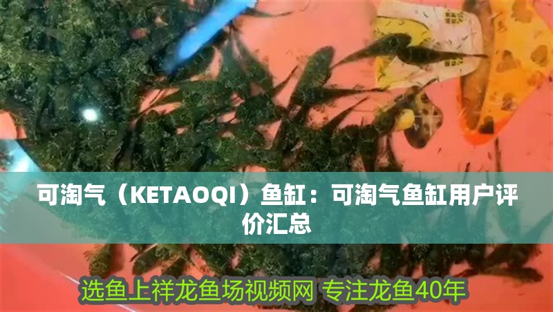 可淘氣（KETAOQI）魚缸：可淘氣魚缸用戶評(píng)價(jià)匯總 可淘氣（KETAOQI）魚缸：可淘氣魚缸用戶評(píng)價(jià)匯總 魚缸百科