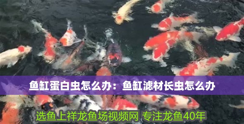 魚缸蛋白蟲怎么辦：魚缸濾材長蟲怎么辦 魚缸蛋白蟲怎么辦：魚缸濾材長蟲怎么辦 魚缸百科