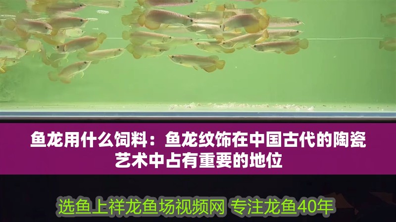 魚龍用什么飼料：魚龍紋飾在中國古代的陶瓷藝術(shù)中占有重要的地位