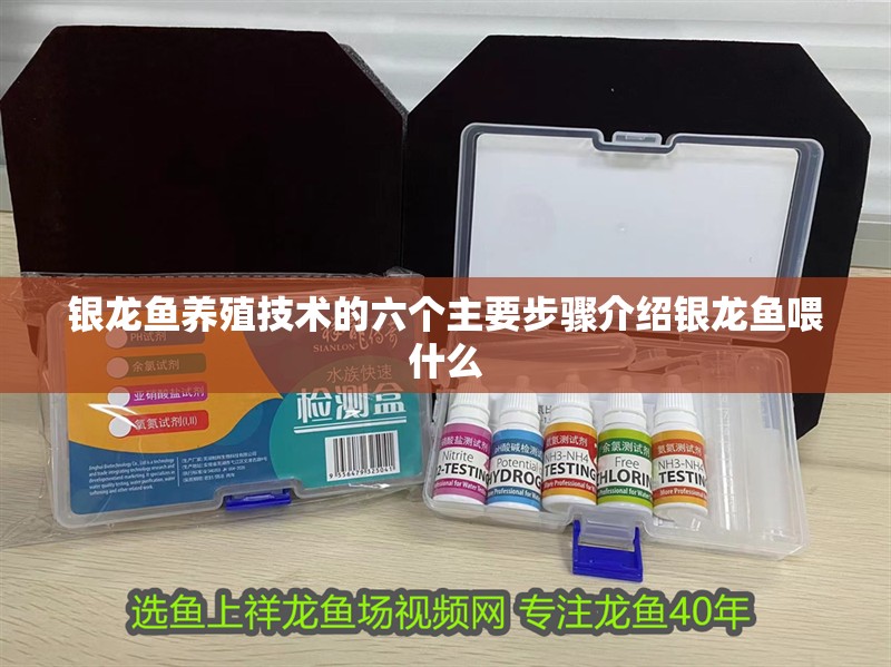 銀龍魚養(yǎng)殖技術的六個主要步驟介紹銀龍魚喂什么