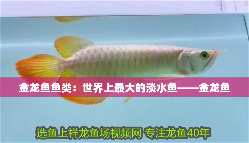 金龍魚(yú)魚(yú)類(lèi)：世界上最大的淡水魚(yú)——金龍魚(yú)