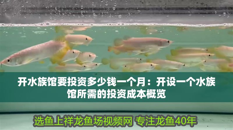 開水族館要投資多少錢一個(gè)月：開設(shè)一個(gè)水族館所需的投資成本概覽