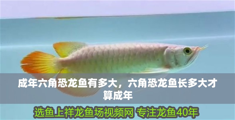 成年六角恐龍魚(yú)有多大，六角恐龍魚(yú)長(zhǎng)多大才算成年