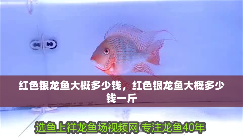 紅色銀龍魚大概多少錢，紅色銀龍魚大概多少錢一斤