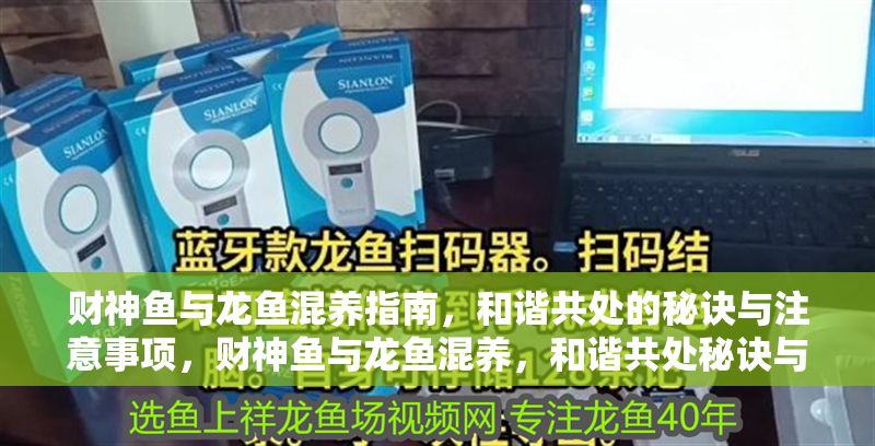 財神魚與龍魚混養指南，和諧共處的秘訣與注意事項，財神魚與龍魚混養，和諧共處秘訣與關鍵注意事項 財神魚與龍魚混養指南，和諧共處的秘訣與注意事項，財神魚與龍魚混養，和諧共處秘訣與關鍵注意事項 龍魚百科 第1張