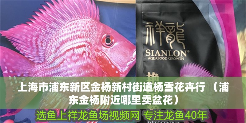印尼虎魚多少溫度飼養最好:印尼虎魚多少溫度飼養最好印尼虎魚多少溫度飼養最好 上海市浦東新區金楊新村街道楊雪花卉行 (浦東金楊附近哪里賣盆花) 全國水族館企業名錄 上海市浦東新區金楊新村街道楊雪花卉行 (浦東金楊附近哪里賣盆花) 上海市浦東新區金楊新村街道楊雪花卉行 (浦東金楊附近哪里賣盆花) 全國水族館企業名錄