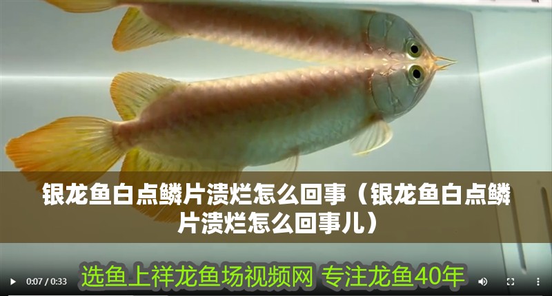 銀龍魚白點鱗片潰爛怎么回事（銀龍魚白點鱗片潰爛怎么回事兒）