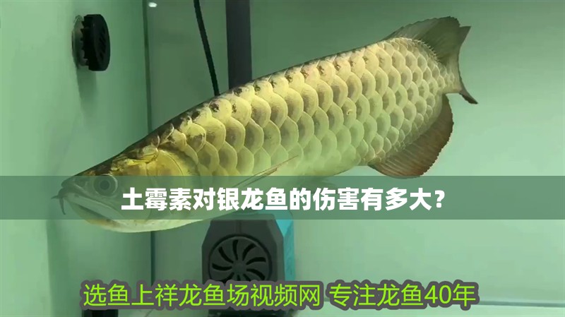 土霉素對銀龍魚的傷害有多大？