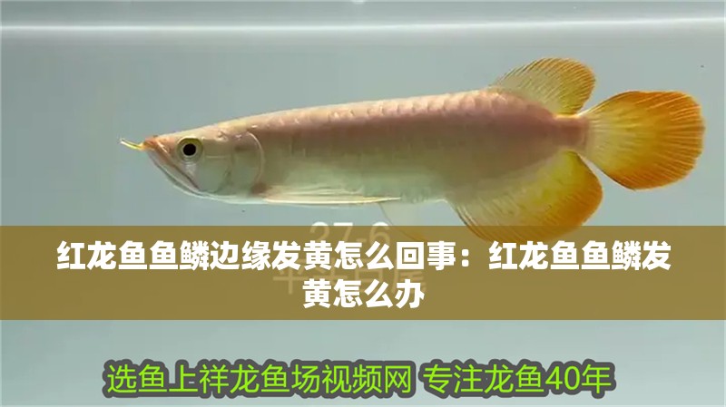 紅龍魚魚鱗邊緣發(fā)黃怎么回事：紅龍魚魚鱗發(fā)黃怎么辦