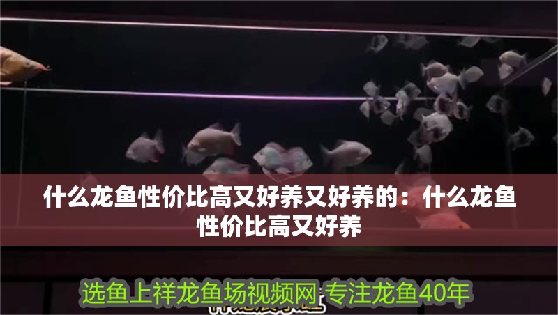什么龍魚性價比高又好養又好養的：什么龍魚性價比高又好養