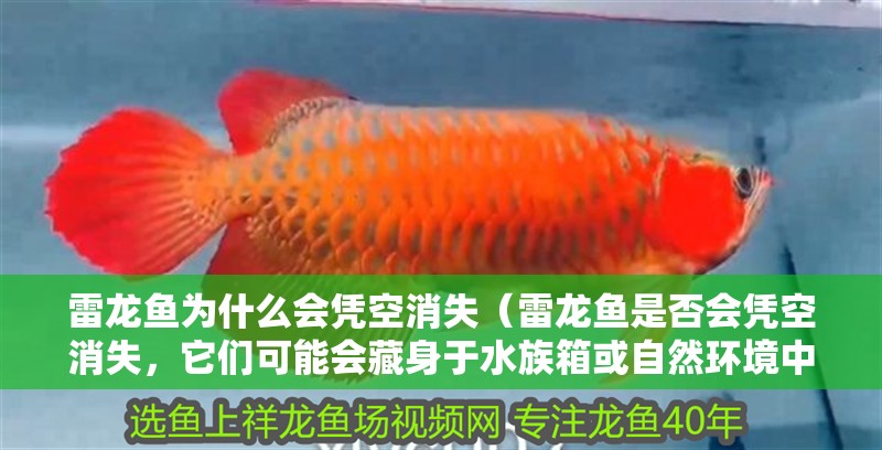 雷龍魚為什么會(huì)憑空消失（雷龍魚是否會(huì)憑空消失，它們可能會(huì)藏身于水族箱或自然環(huán)境中的隱蔽處）