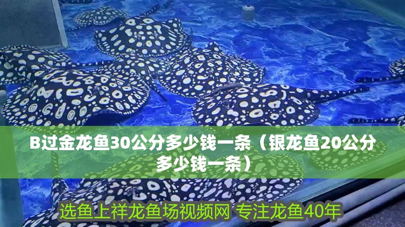 B過金龍魚30公分多少錢一條（銀龍魚20公分多少錢一條）