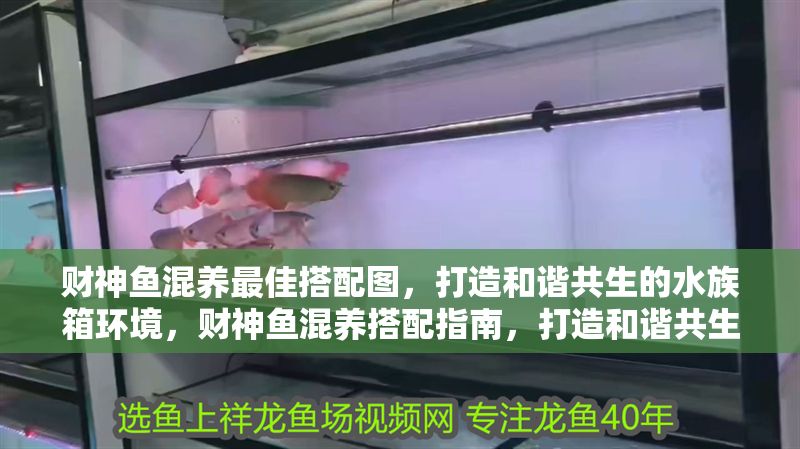 財(cái)神魚混養(yǎng)最佳搭配圖，打造和諧共生的水族箱環(huán)境，財(cái)神魚混養(yǎng)搭配指南，打造和諧共生的水族箱