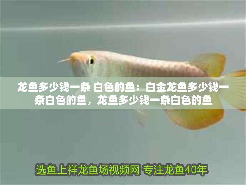 龍魚多少錢一條 白色的魚：白金龍魚多少錢一條白色的魚，龍魚多少錢一條白色的魚