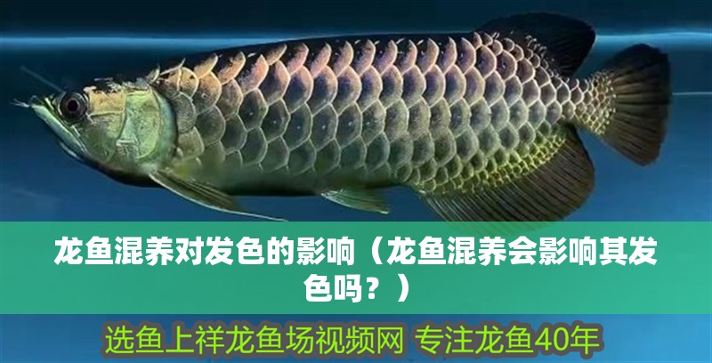 龍魚混養對發色的影響（龍魚混養會影響其發色嗎？）