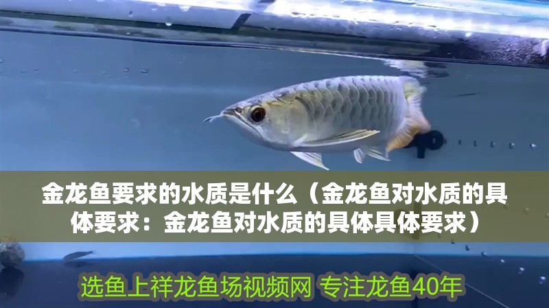 金龍魚要求的水質是什么（金龍魚對水質的具體要求：金龍魚對水質的具體具體要求）