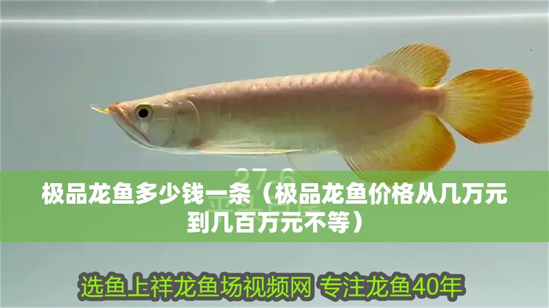 魚缸用增氧泵價格是多少:魚缸增氧機-xtrac增氧機-xtrac增氧機 極品龍魚多少錢一條(極品龍魚價格從幾萬元到幾百萬元不等) 龍魚百科 極品龍魚多少錢一條(極品龍魚價格從幾萬元到幾百萬元不等) 極品龍魚多少錢一條(極品龍魚價格從幾萬元到幾百萬元不等) 龍魚百科