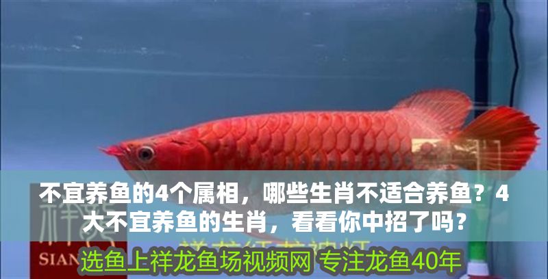 不宜養魚的4個屬相，哪些生肖不適合養魚？4大不宜養魚的生肖，看看你中招了嗎？