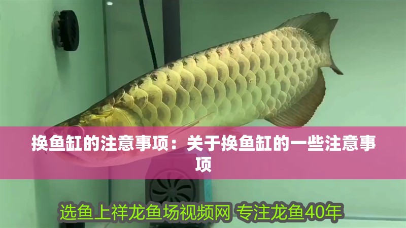 換魚缸的注意事項：關于換魚缸的一些注意事項