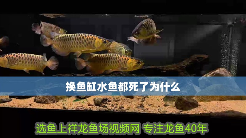 換魚缸水魚都死了為什么