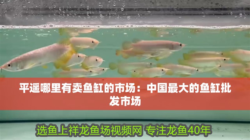平遙哪里有賣魚缸的市場：中國最大的魚缸批發市場