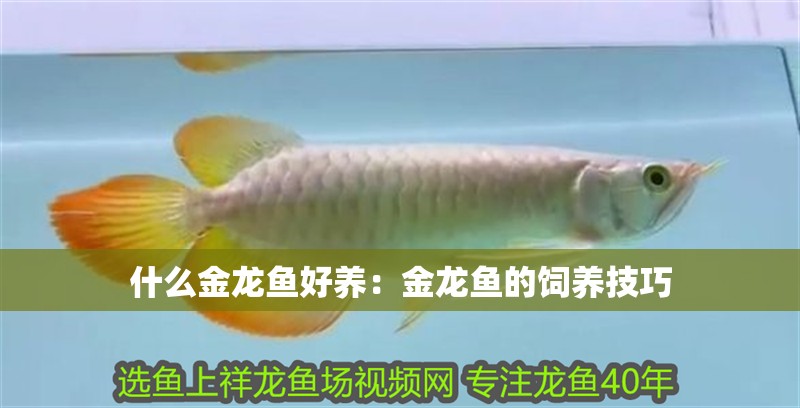 什么金龍魚好養：金龍魚的飼養技巧