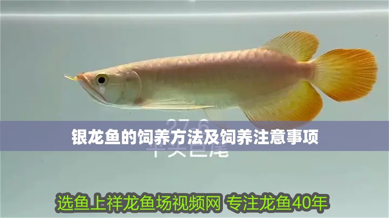 銀龍魚的飼養方法及飼養注意事項