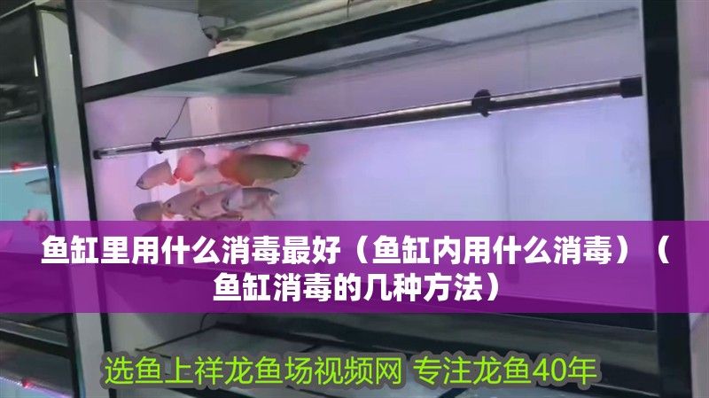 魚缸里用什么消毒最好（魚缸內用什么消毒）（魚缸消毒的幾種方法）