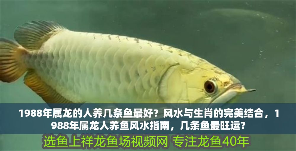 1988年屬龍的人養(yǎng)幾條魚最好？風水與生肖的完美結合，1988年屬龍人養(yǎng)魚風水指南，幾條魚最旺運？