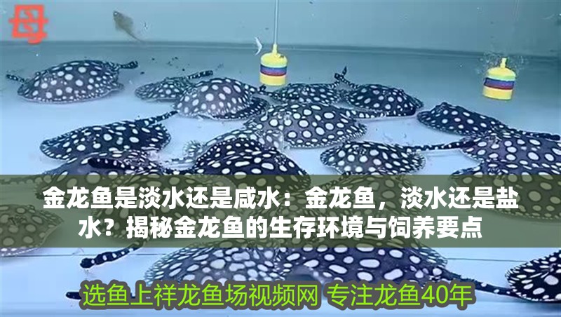 金龍魚是淡水還是咸水：金龍魚，淡水還是鹽水？揭秘金龍魚的生存環境與飼養要點