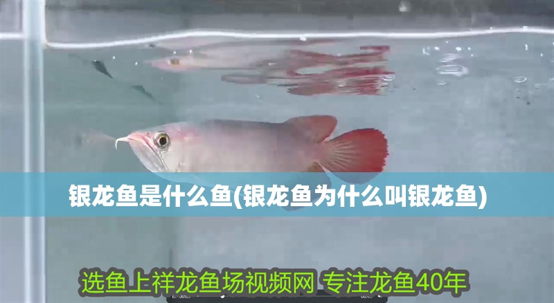 銀龍魚是什么魚(銀龍魚為什么叫銀龍魚)
