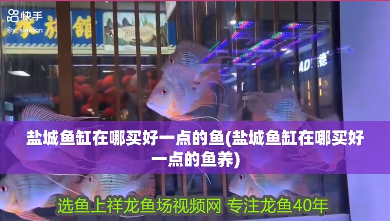 鹽城魚缸在哪買好一點的魚(鹽城魚缸在哪買好一點的魚養(yǎng))