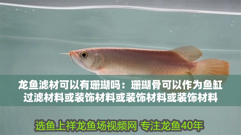 龍魚濾材可以有珊瑚嗎：珊瑚骨可以作為魚缸過濾材料或裝飾材料或裝飾材料或裝飾材料