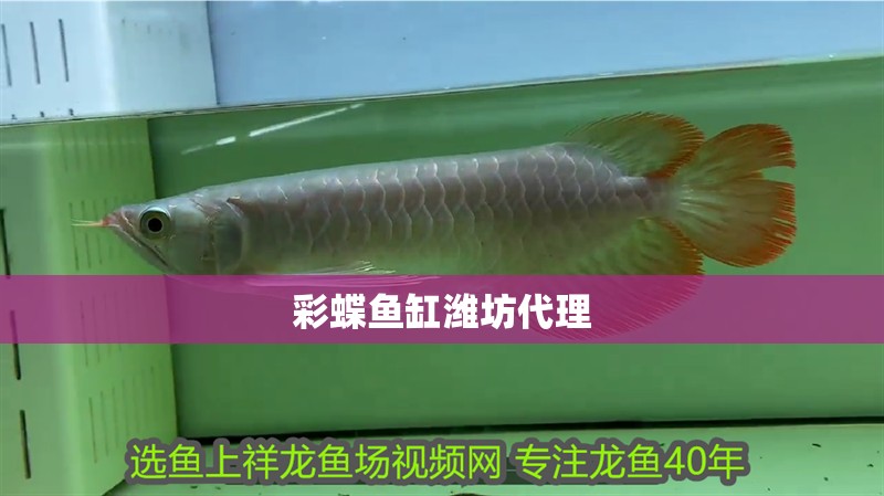 彩蝶魚缸濰坊代理