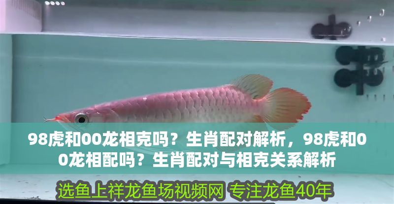 98虎和00龍相克嗎？生肖配對解析，98虎和00龍相配嗎？生肖配對與相克關系解析