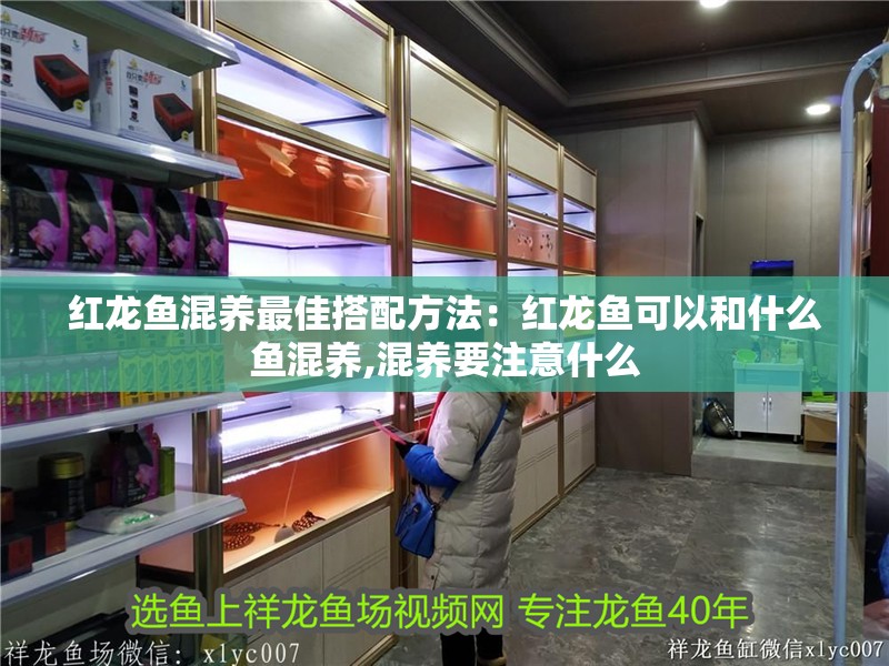 紅龍魚混養最佳搭配方法：紅龍魚可以和什么魚混養,混養要注意什么