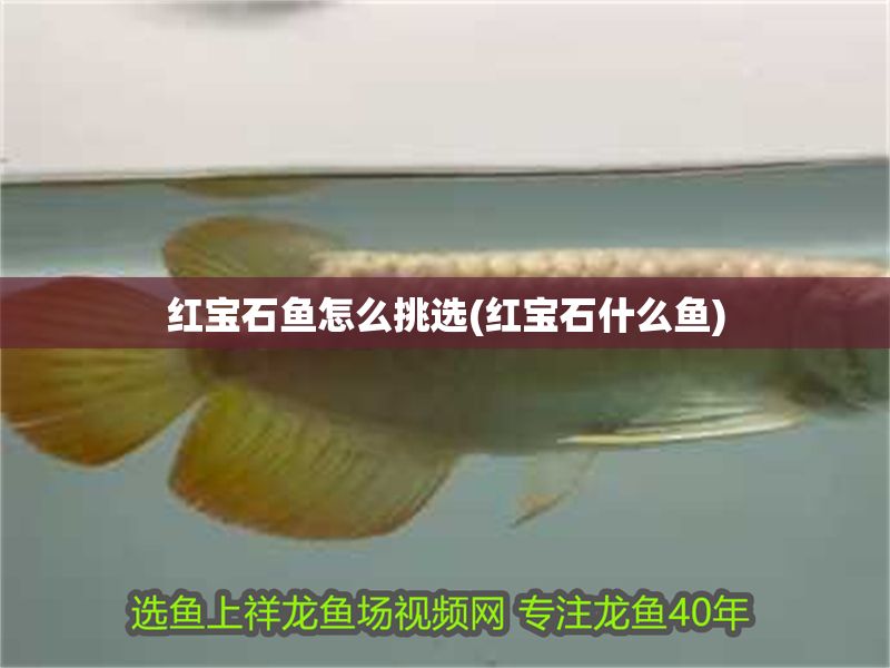 紅寶石魚怎么挑選(紅寶石什么魚)
