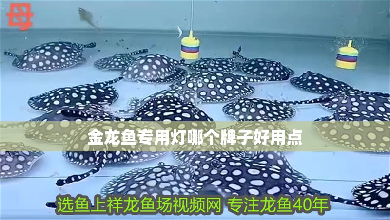 金龍魚(yú)專用燈哪個(gè)牌子好用點(diǎn)