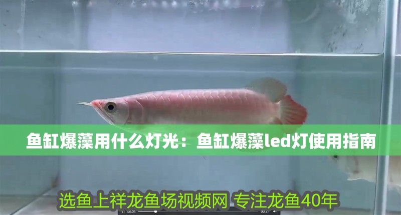 詳細閱讀:魚缸爆藻用什么燈光:魚缸爆藻led燈使用指南 魚缸爆藻用什么燈光:魚缸爆藻led燈使用指南