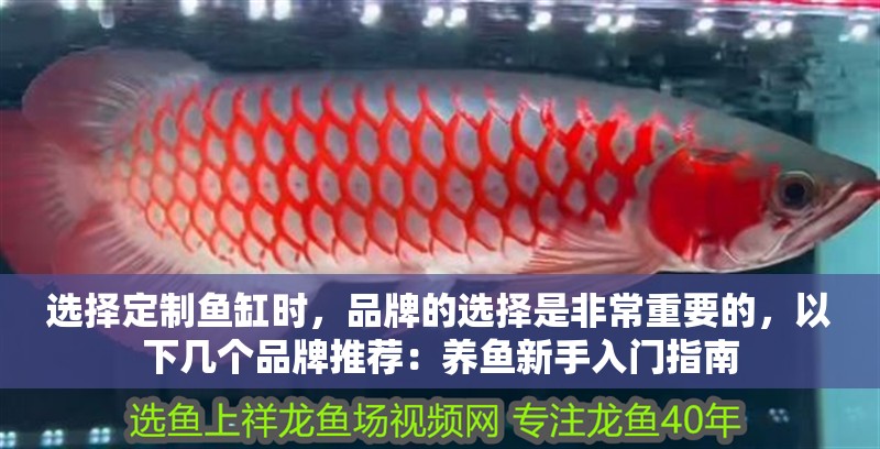 選擇定制魚缸時，品牌的選擇是非常重要的，以下幾個品牌推薦：養魚新手入門指南