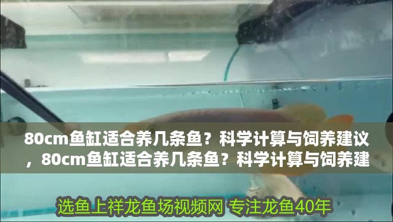 80cm魚缸適合養幾條魚？科學計算與飼養建議，80cm魚缸適合養幾條魚？科學計算與飼養建議